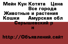 Мейн Кун Котята › Цена ­ 15 000 - Все города Животные и растения » Кошки   . Амурская обл.,Серышевский р-н